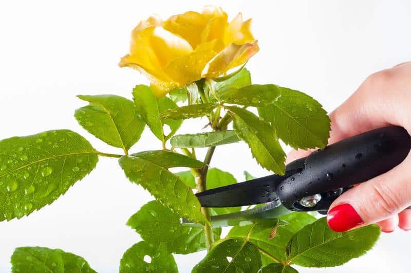 yellow rose being trimmed