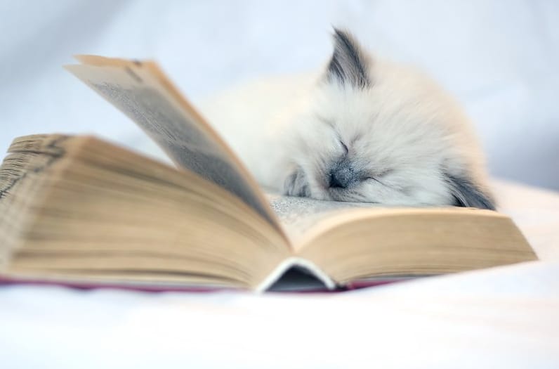 kitten asleep on a book