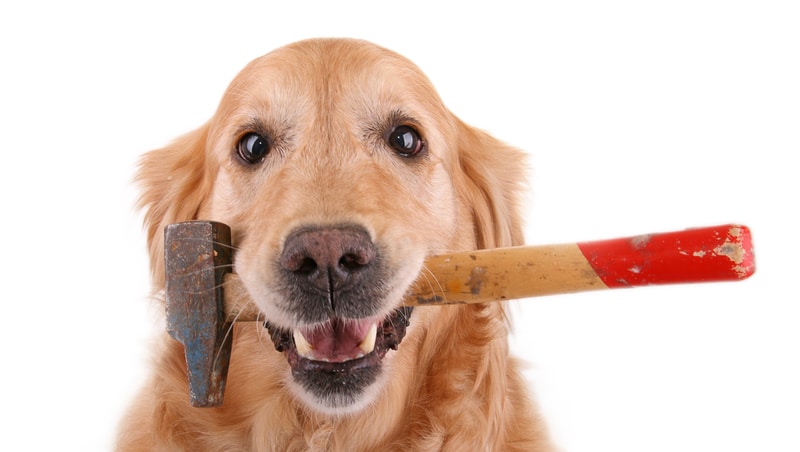 dog with hammer in mouth