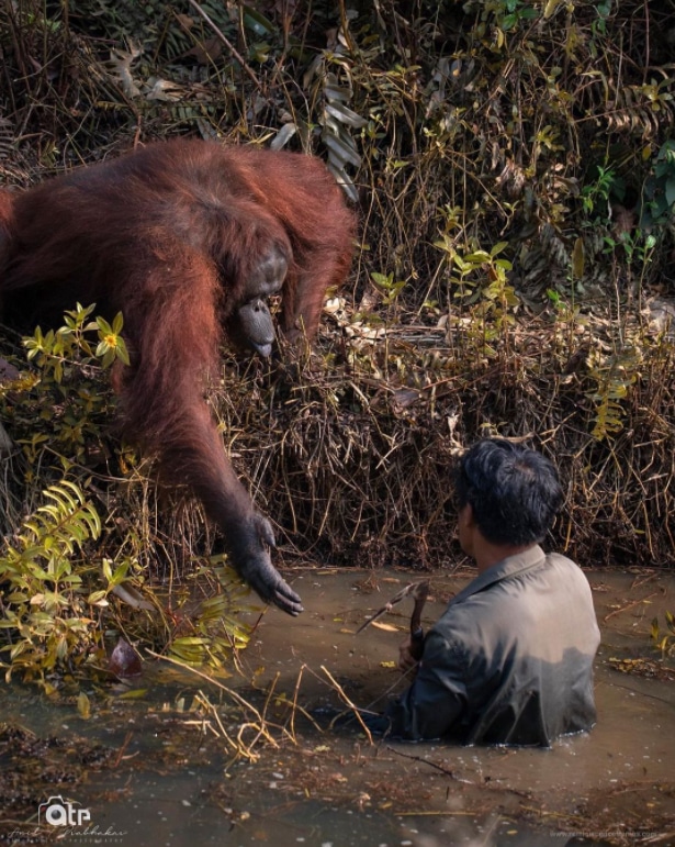 Orangutan helping man out of swamp