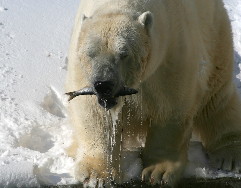 polar bear catching fish