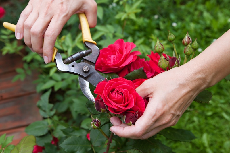 Clipping roses