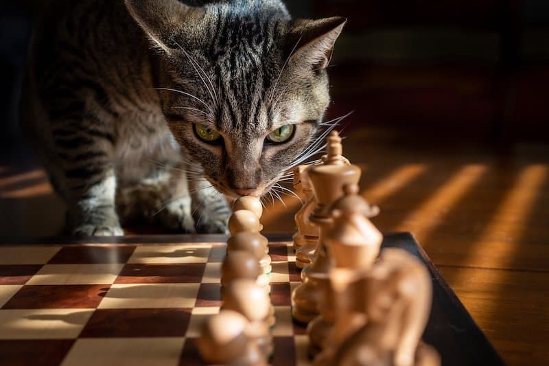 tabby cat on chess board